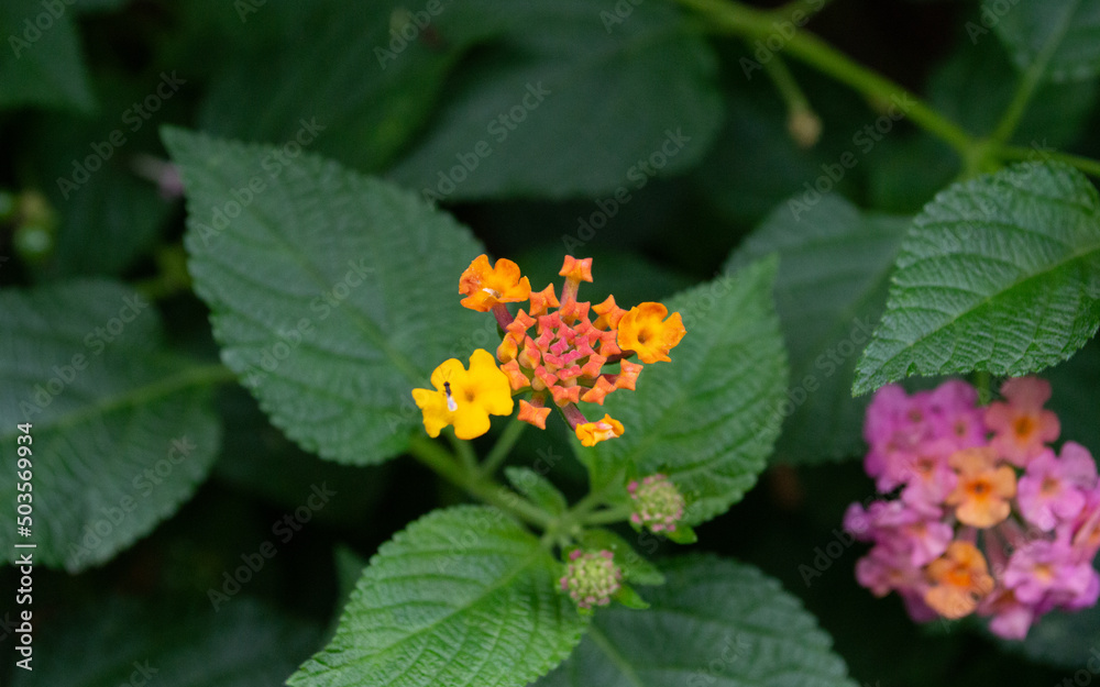 Jardin Rosas Flor Plantas