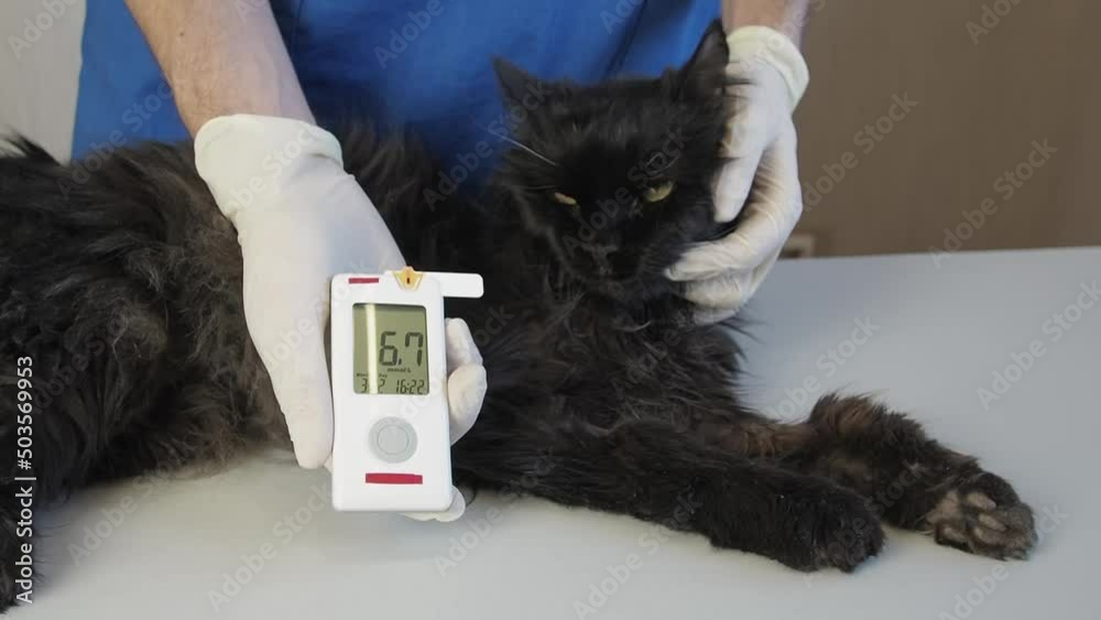 Cat Blood Glucose Test. Veterinary taking drop of blood from diabetic