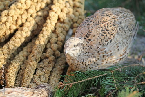 laying quails in species-appropriate husbandry take a sand bath for feather care