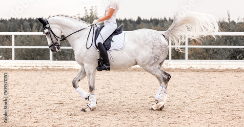 Classic White dressage horse. Equestrian sport. Dressage of horses in the arena. Sports stallion in the bridle. Equestrian competition show. Green outdoor trees background © mari