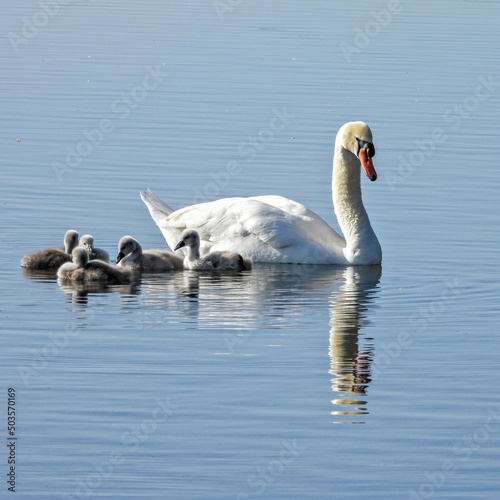 Fototapeta Naklejka Na Ścianę i Meble -  Un cygne et ses bébés canetons au printemps