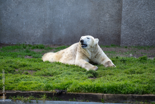 leżący, zmęczony, brudny, biały niedźwiedź polarny na trawie na wybiegu w zoo