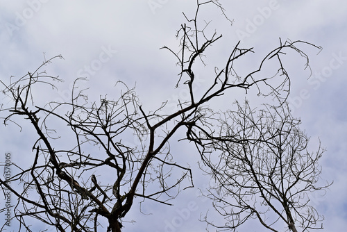 Dead tree branches and cloudy sky