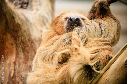 Closeup of a Sluggish sloth at the Cincinnati Zoo photo