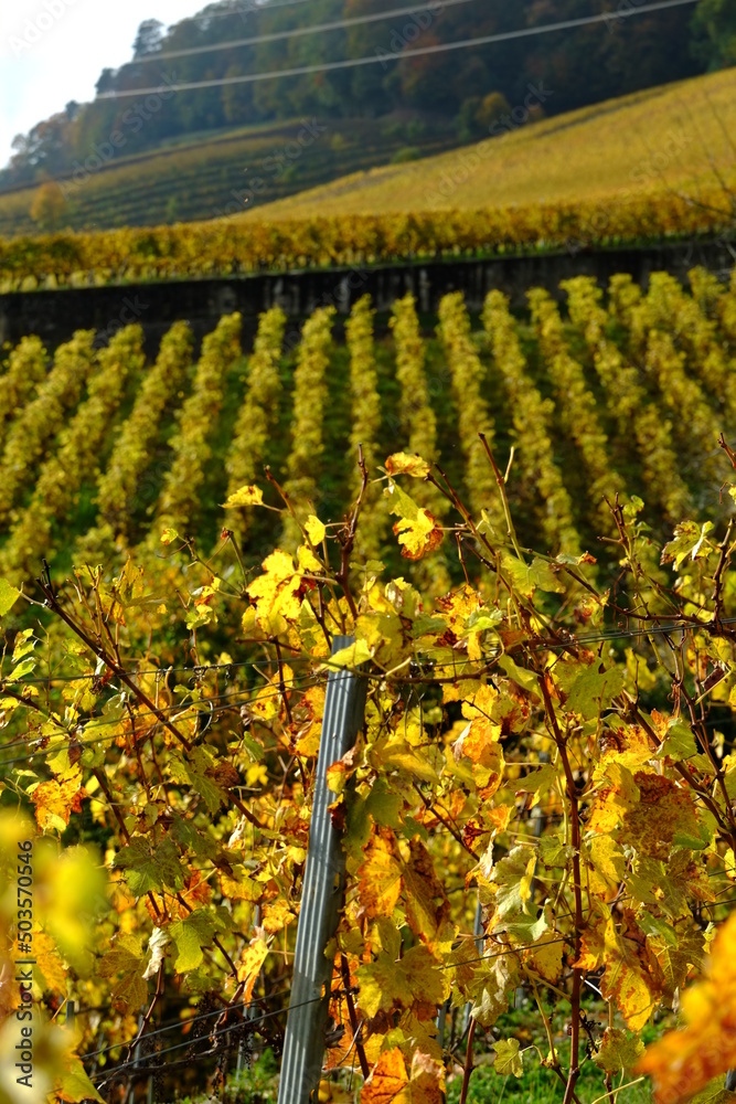 The vineyards in autumn above Rolle. Switzerland.