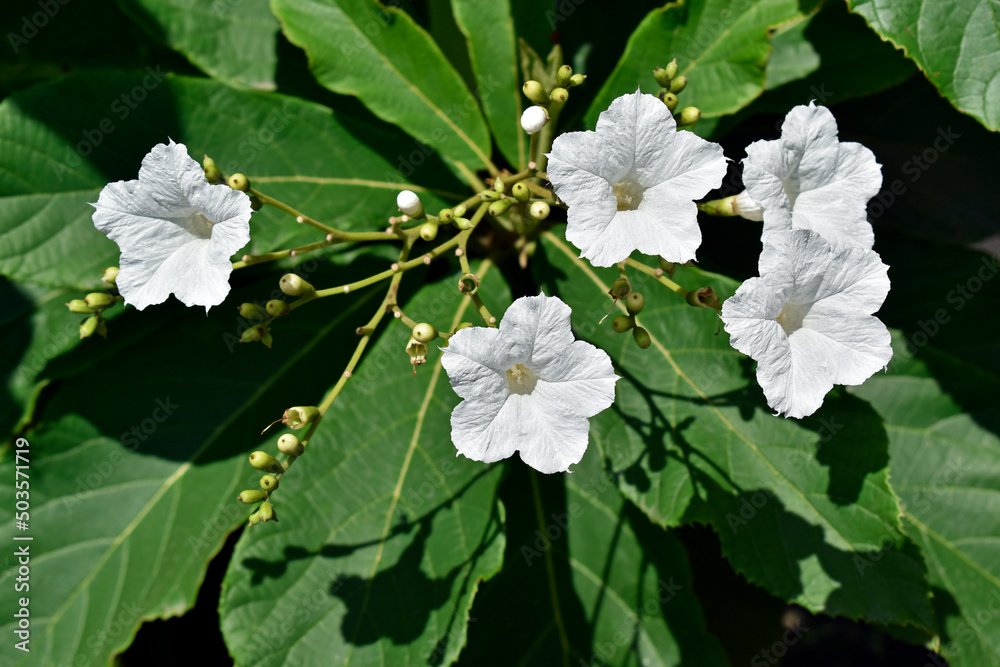 White flowers on tree (Cordia superba)
