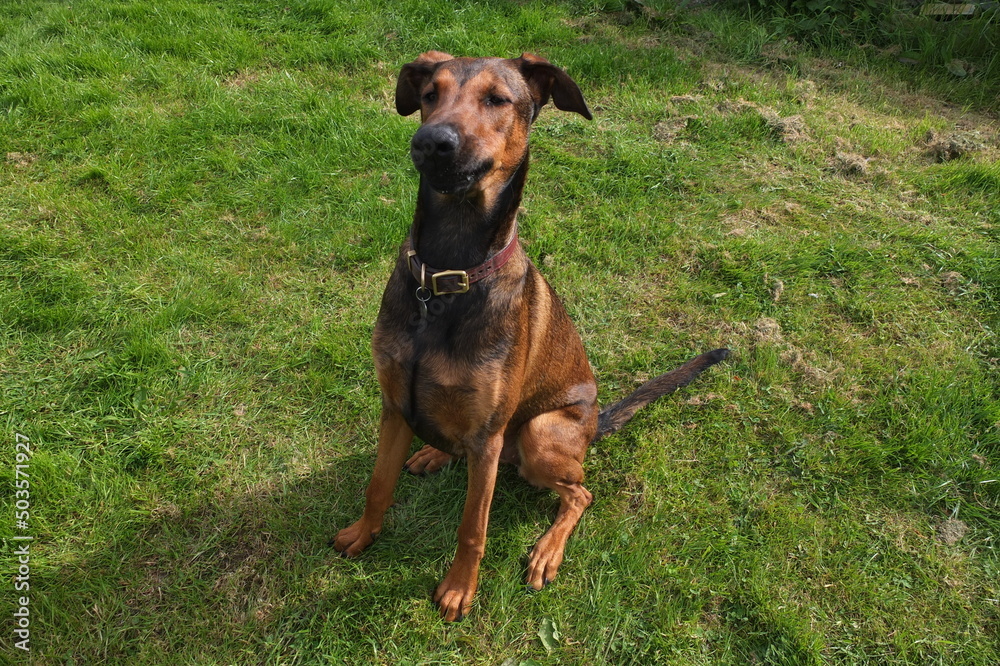 Female Belgian Malinois cross doberman pinscher 11 month old 