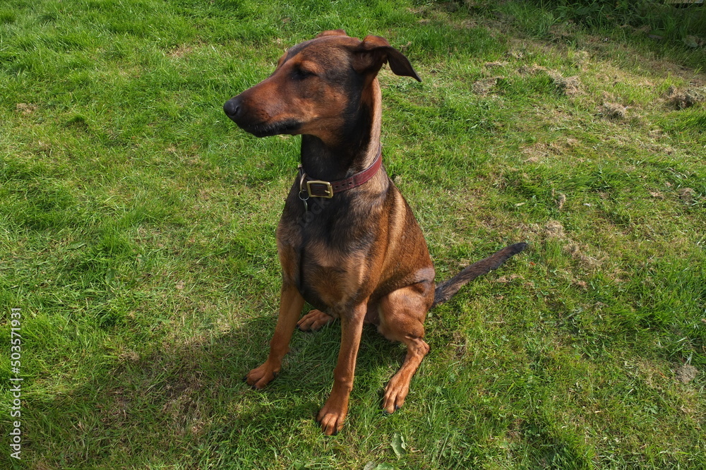 Female Belgian Malinois cross doberman pinscher 11 month old Female Belgian Malinois cross doberman pinscher 11 month old