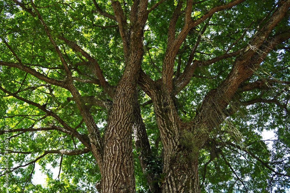 Yellow mombin or hog plum (Spondias mombin) tree trunk and branches Yellow mombin or hog plum (Spondias mombin) tree trunk and branches