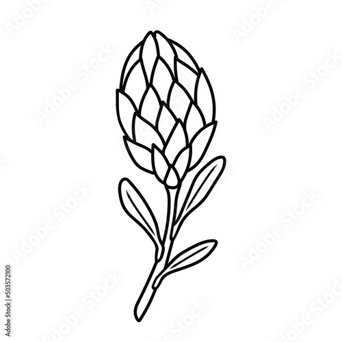 protea flower in doodle style, contour illustration of a bud, lineart botanical