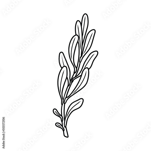 stem with protea leaves in doodle style, contour illustration of twigs with foliage, botanical lineart