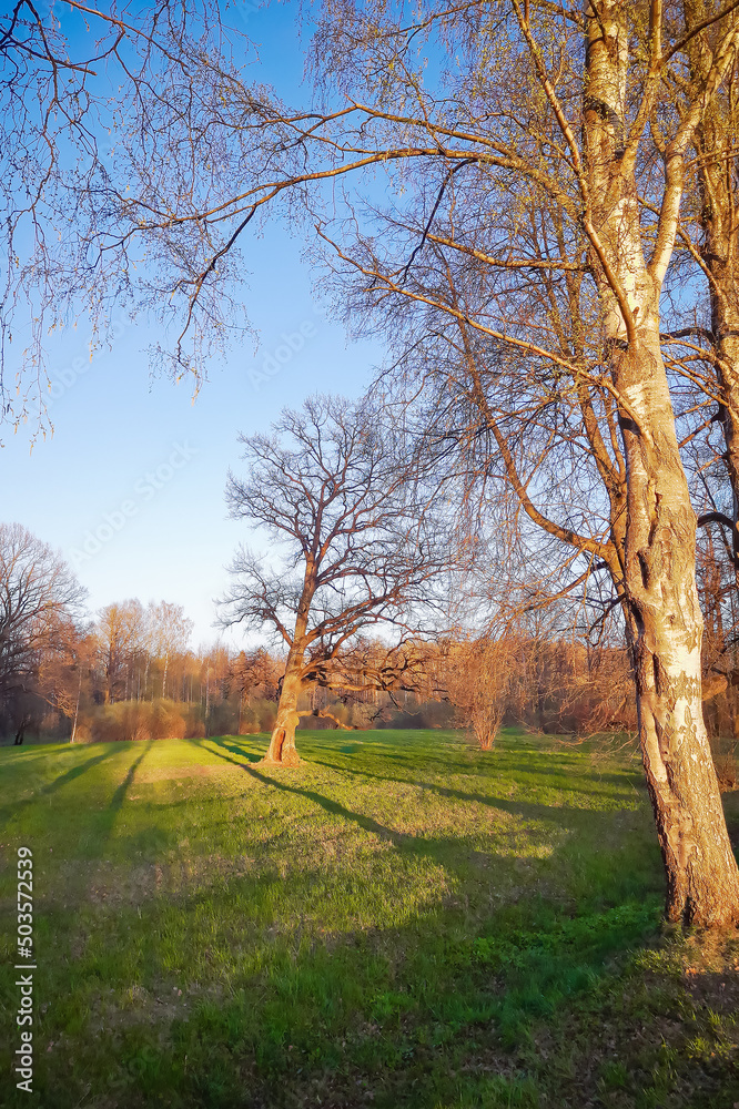 Landscape with bare trees and green grass, park or forest under blue sky Landscape with bare trees and green grass, park or forest under blue sky