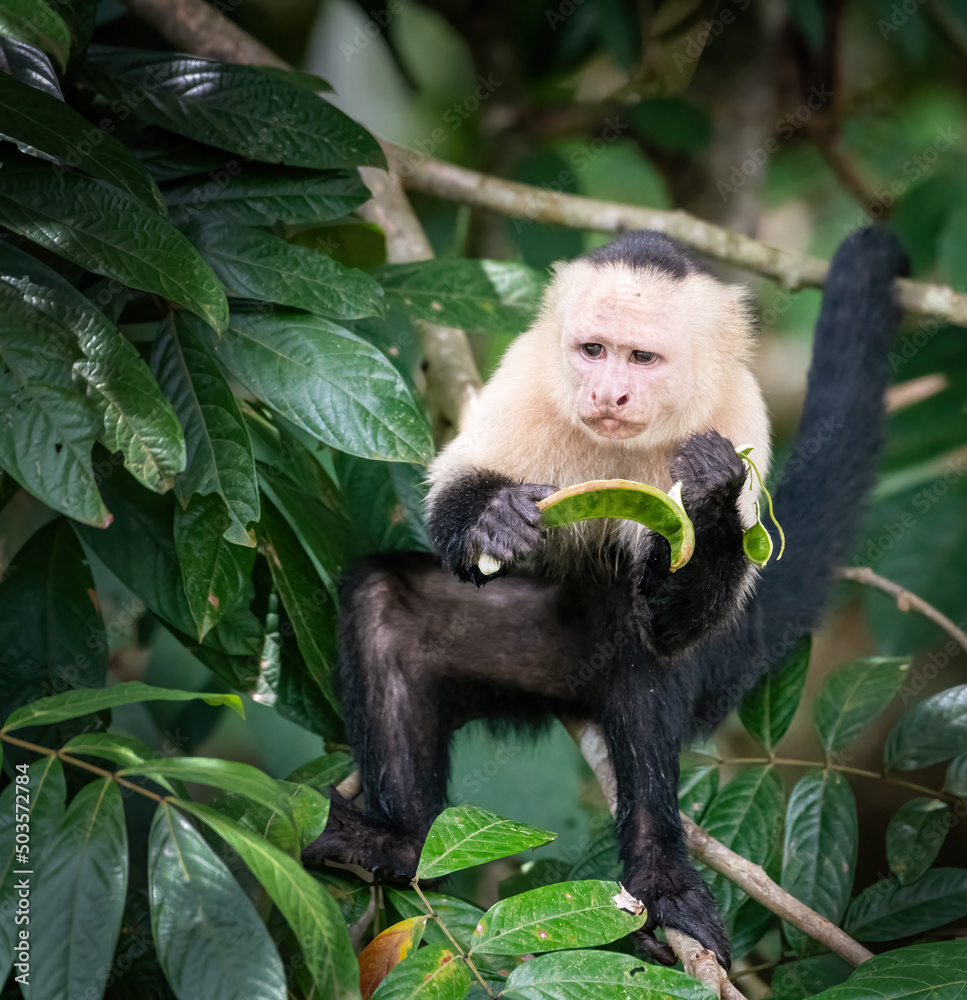 White Faced Capuchin Monkey White Faced Capuchin Monkey
