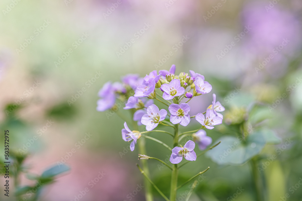 cuckoo flower or cardamine pratensis purple wildflower cuckoo flower or cardamine pratensis purple wildflower