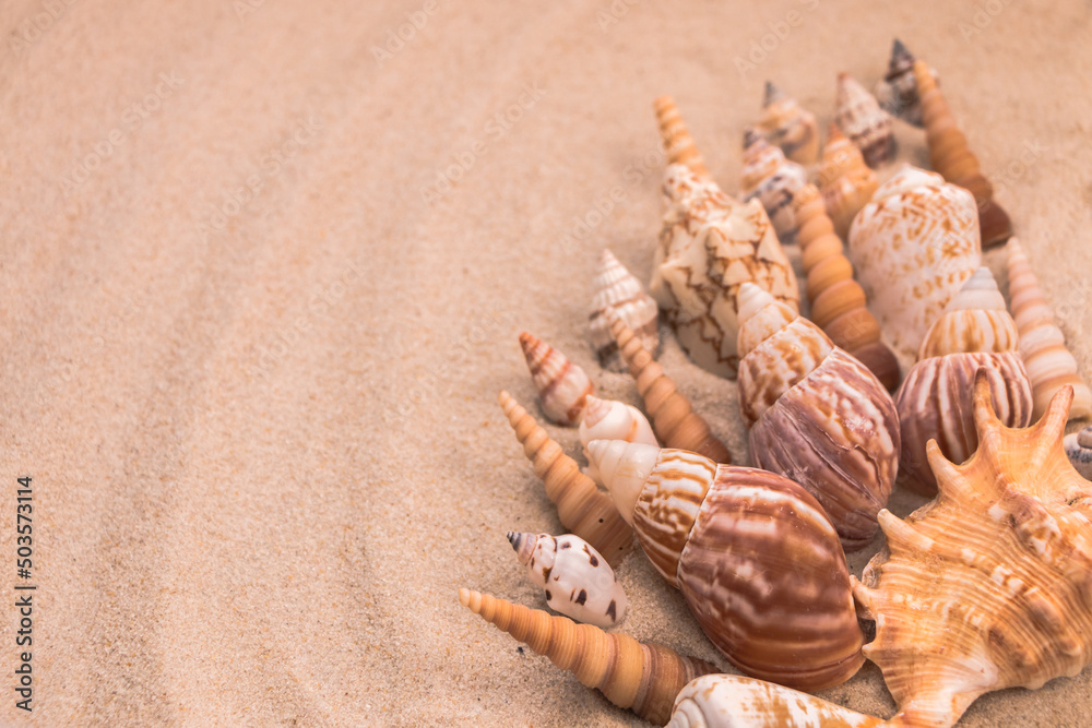 beautiful beige seashells on the sand, background for travel advertising, lettering, text, banner beautiful beige seashells on the sand, background for travel advertising, lettering, text, banner