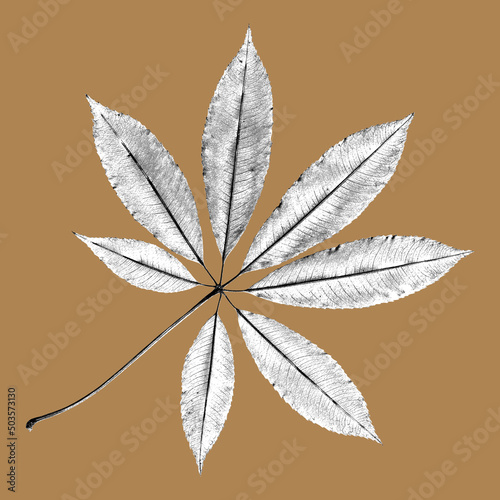 Illustration leaf in pblack and white on brown background photo