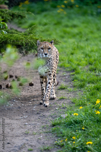 zbliżenie, spacerujący Gepard na wybiegu w zoo, w tle trawa i kwitnące żółte kwiaty mlecza, mlecz