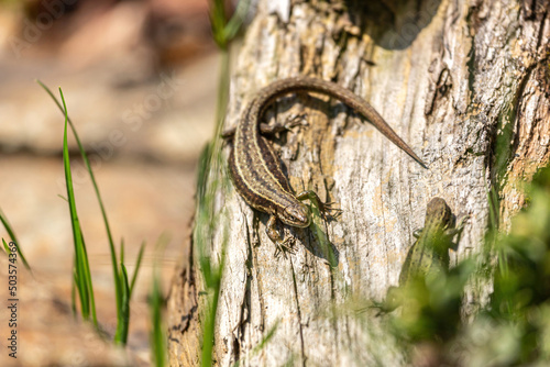 Close-up portrait of a common lizard outdoors in spring, zootoca vivipara photo