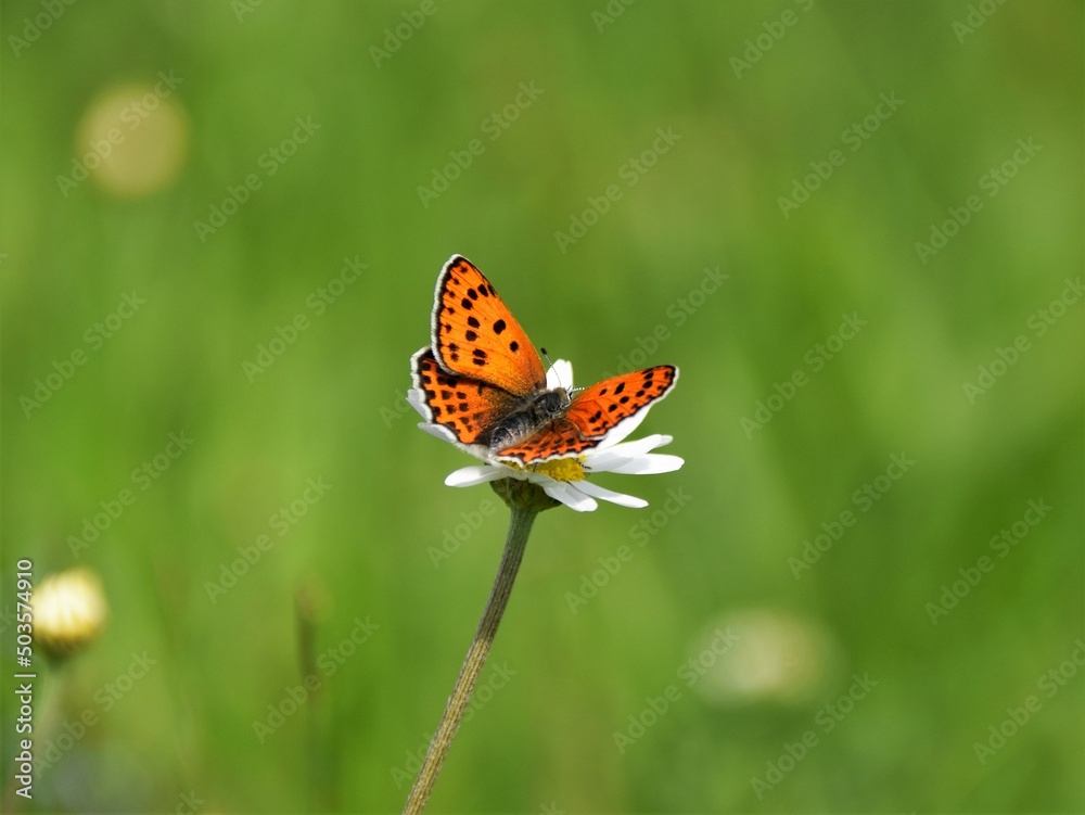 Obraz premium butterfly on a flower