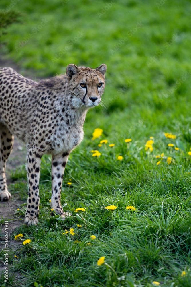 Fototapeta premium zbliżenie, spacerujący Gepard na wybiegu w zoo, w tle trawa i kwitnące żółte kwiaty mlecza, mlecz