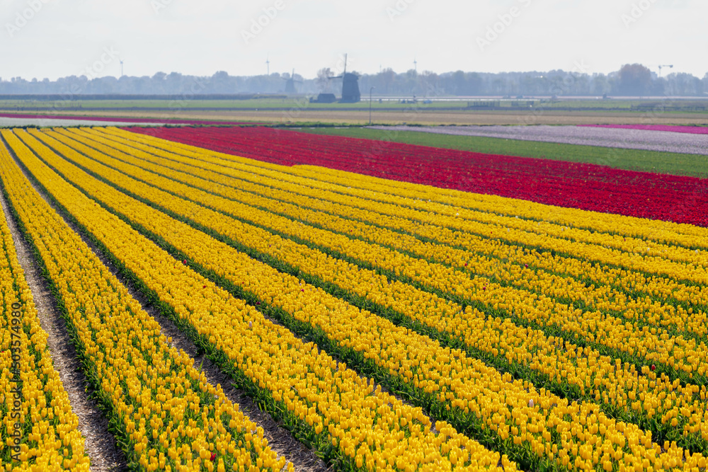 Selective focus rows of multicolor flowers field with blurred windmills as background, Tulips from a genus of spring-blooming perennial herbaceous bulbiferous geophytes, Tulip festival in Netherlands.