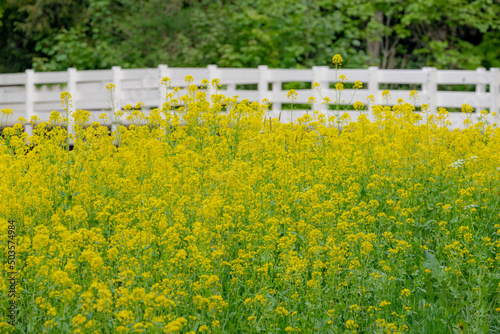 Selective focus of golden yellow flowers with white wooden bridge, Rapeseed also known as Oilseed rape, White mustard (Sinapis alba) is an annual plant of the family Brassicaceae, Natural background.