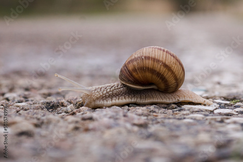 Big garden snail in shell crawling on the road