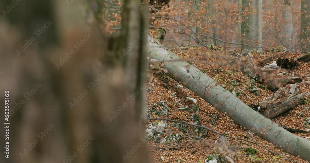 Gray wolves (Canis Lupus) in the autumn forest Gray wolves (Canis Lupus) in the autumn forest