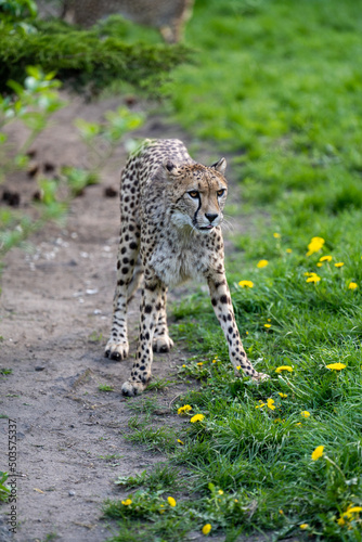 zbliżenie, spacerujący Gepard na wybiegu w zoo, w tle trawa i kwitnące żółte kwiaty mlecza, mlecz