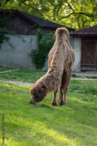 Fototapeta samoprzylepna wielbłąd dwugarbny na wybiegu na zielonej trawie w zoo