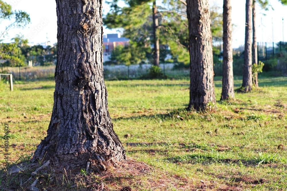 Photograph of pine trunks found on the coast of Rio Grande do Sul, Brazil. Photograph of pine trunks found on the coast of Rio Grande do Sul, Brazil.