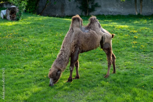 Fototapeta samoprzylepna wielbłąd dwugarbny na wybiegu na zielonej trawie w zoo