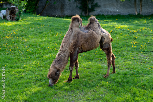 wielbłąd dwugarbny na wybiegu na zielonej trawie w zoo