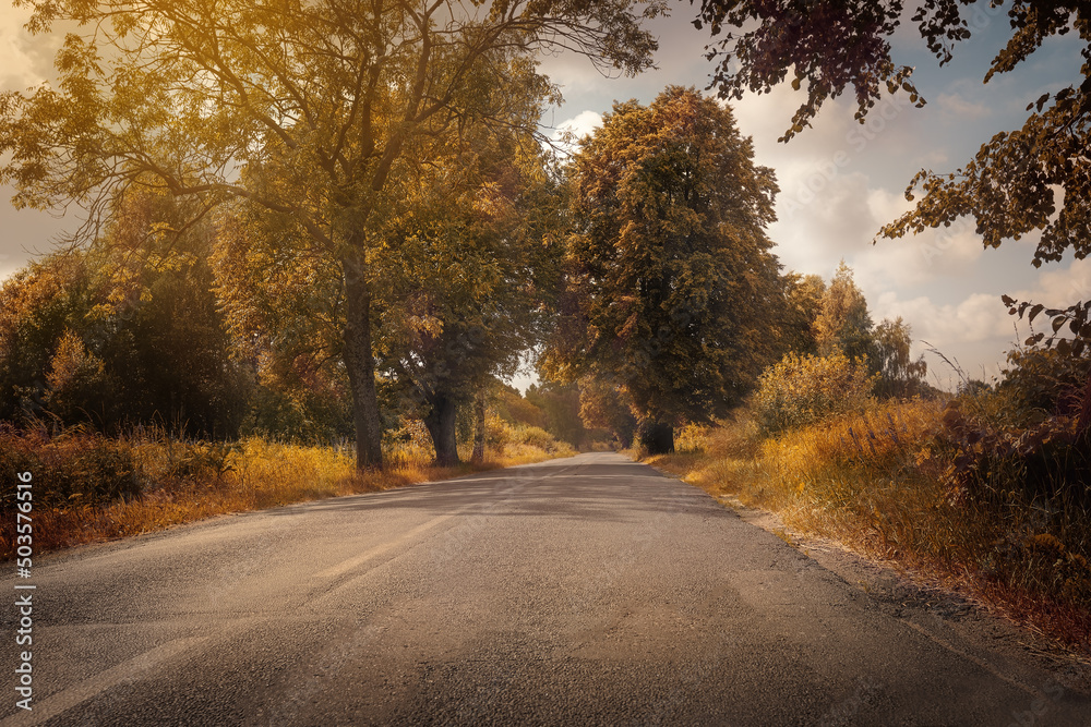 Fototapeta premium Empty asphalt road among arch of trees, autumn scene