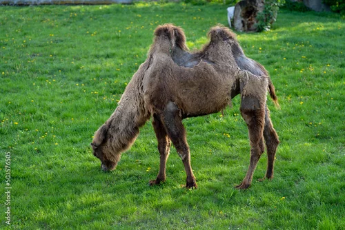 Fototapeta na wymiar wielbłąd dwugarbny na wybiegu na zielonej trawie w zoo