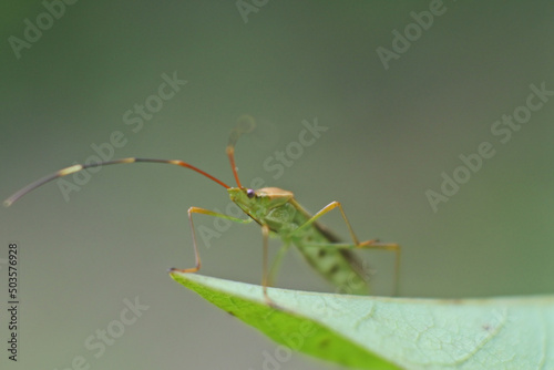 Close-up shot of a green Trigonotylus ruficornis bug on a green leaf photo