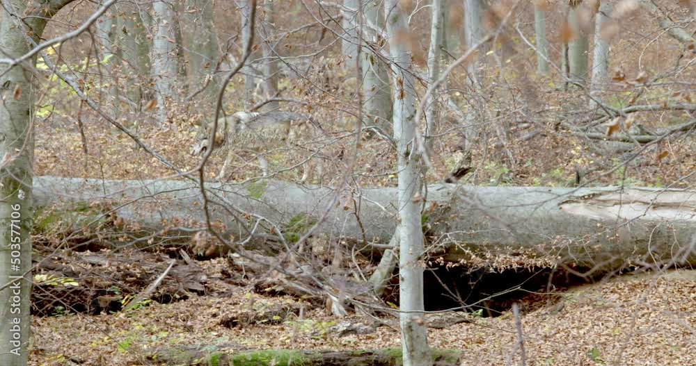 Gray wolf (Canis Lupus) walks through a fallen tree in the autumn forest Gray wolf (Canis Lupus) walks through a fallen tree in the autumn forest