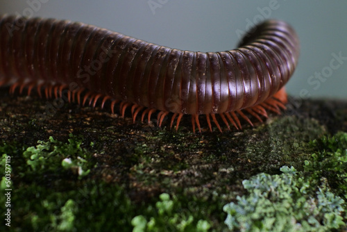 Fotótapéta Closeup shot of a millipede on a mossy surface