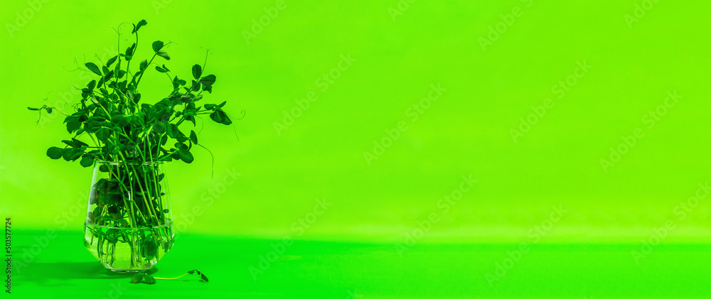 Sprouts of a young pea. Fresh food ingredient for a healthy lifestyle. Sprouts of a young pea. Fresh food ingredient for a healthy lifestyle.