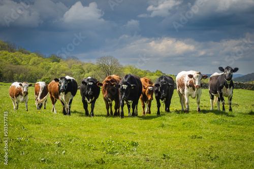 Its a line up of Cows in a field in the Yorkshire Dales © RamblingTog