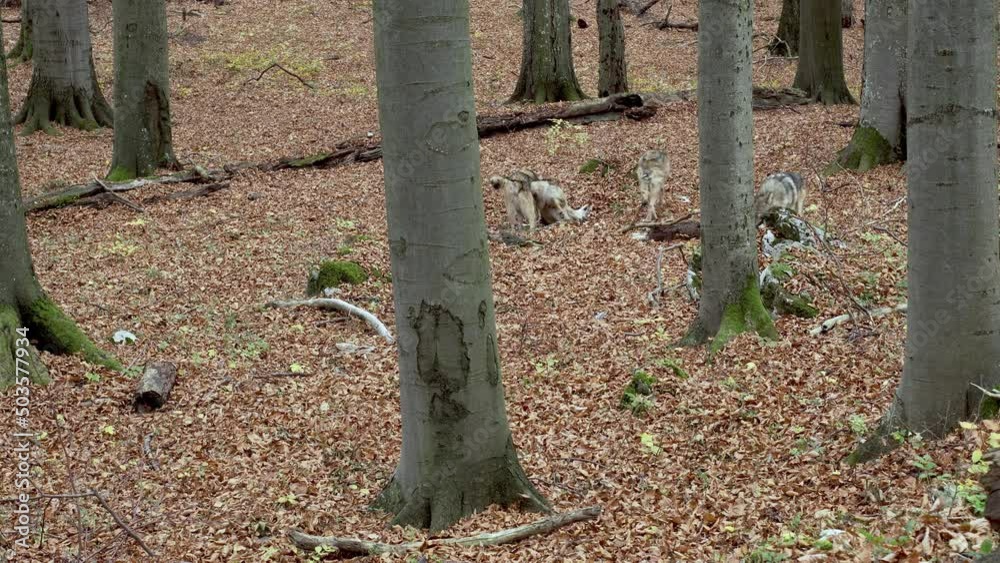 European Gray Wolves (Canis Lupus Lupus) Is Running In The Forest European Gray Wolves (Canis Lupus Lupus) Is Running In The Forest