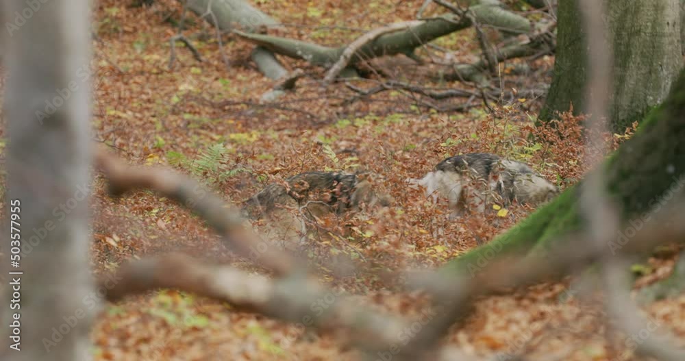 Gray wolves (Canis Lupus) are looking for food in the autumn forest Gray wolves (Canis Lupus) are looking for food in the autumn forest