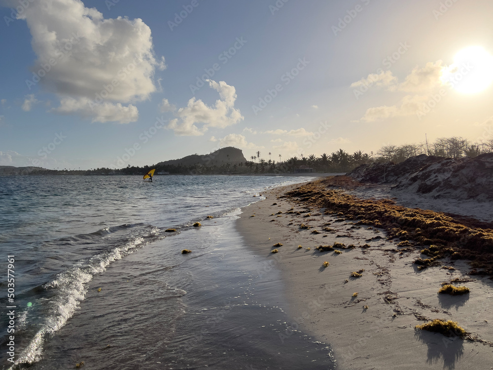 A sail surfer takes to the water at sunset from a beach in the West Indies with red toned seaweed washed ashore. A sail surfer takes to the water at sunset from a beach in the West Indies with red toned seaweed washed ashore.