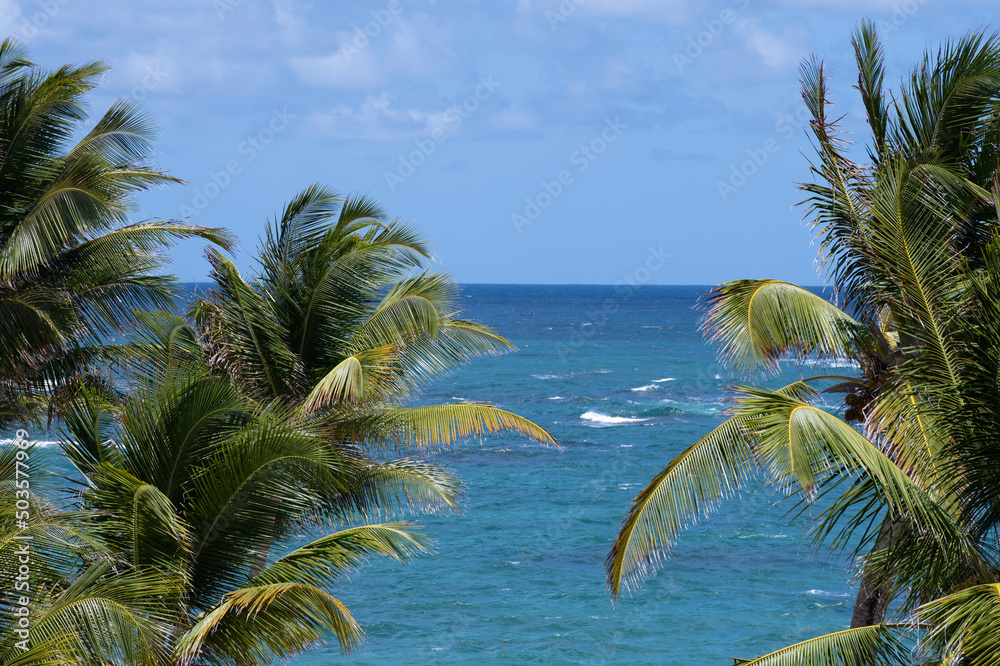 View of the Atlantic Ocean in the West Indies between palm trees