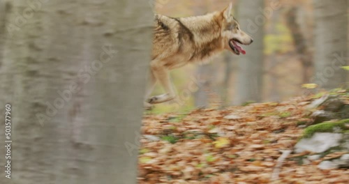 Wallpaper Mural Gray wolf (Canis Lupus) running in the autumn forest Torontodigital.ca