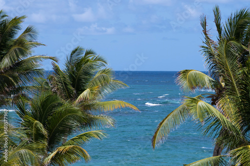 View of the Atlantic Ocean in the West Indies between palm trees