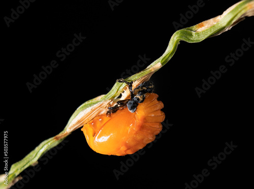 Macro shot of a ladybug pupa on a twig with black background