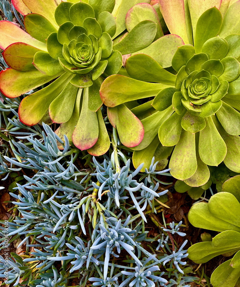 Fototapeta premium beautiful plants and flowers