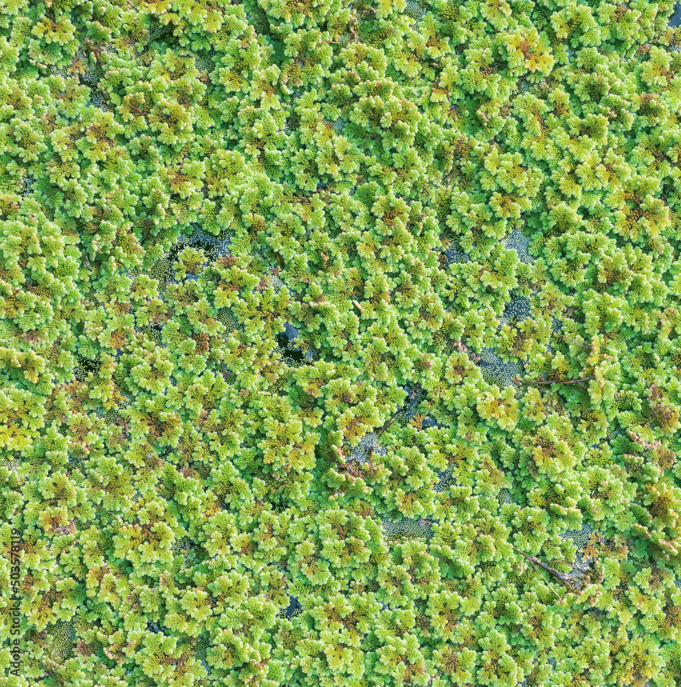 green floating Azolla Pinnata or Azolla microphylla at organic farm ...