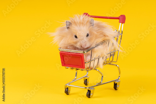 hamster sits in a cart from a supermarket on a yellow background
